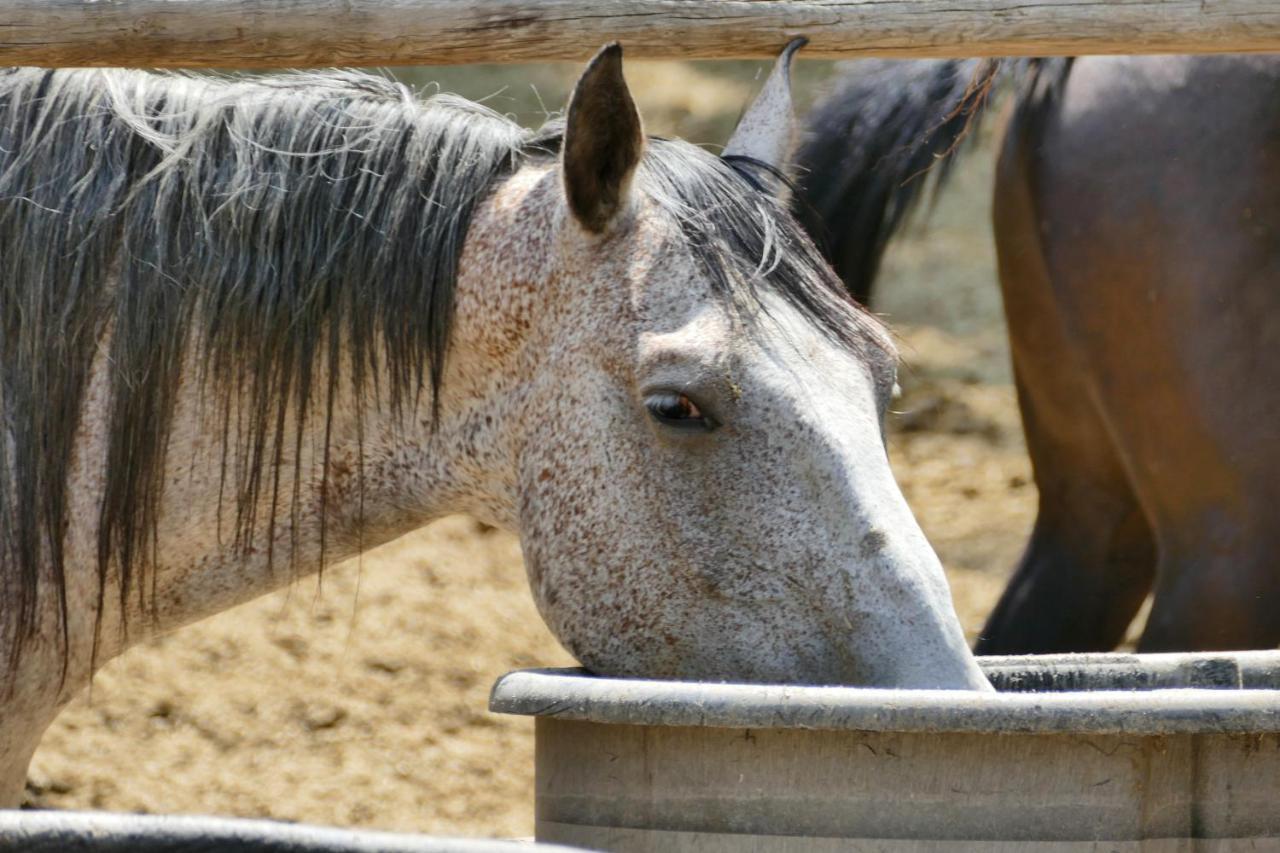 Отель Bill Cody Ranch Экстерьер фото
